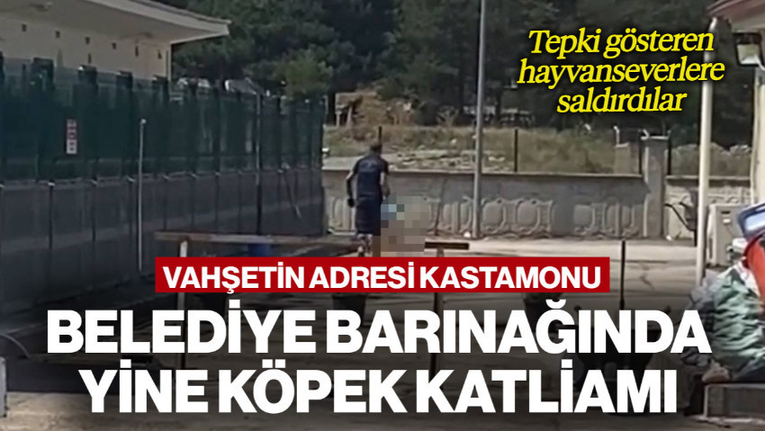Kastamonu'da Belediye Barınağında Katliam! Tepki Gösteren Hayvanseverlere Saldırdılar