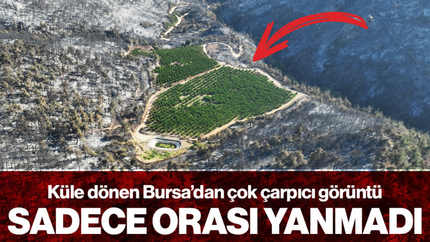Her Yer Küle Döndü, Sadece O Tarla Alevlerden Etkilenmedi: Yanmayan Tarlanın Gizemi Ortaya Çıktı