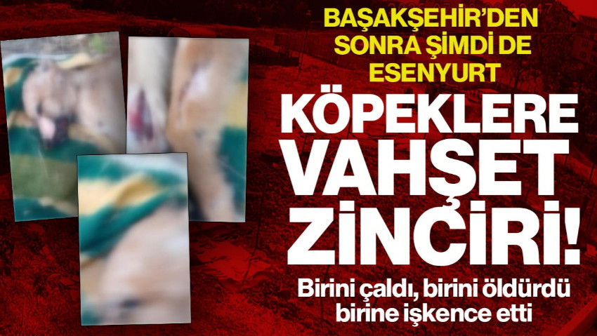 Başakşehir’den Sonra Bu Kez Adres Esenyurt… Köpeklere Vahşet Zinciri