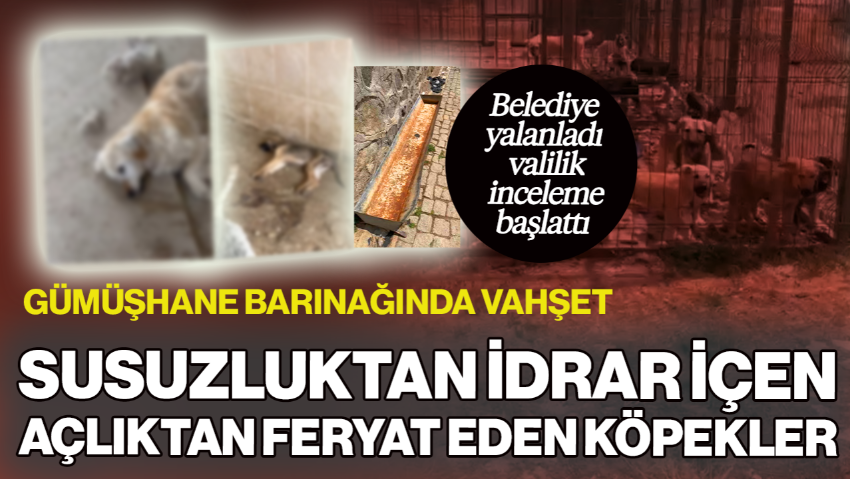 Gümüşhane Barınağında Vahşet! Susuzluktan İdrar İçen, Açlıktan Feryat Eden Köpekler