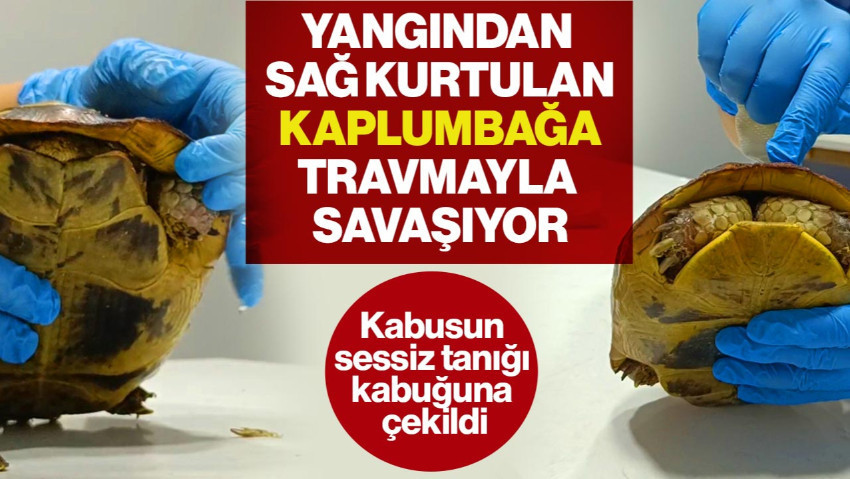 Yangından Sağ Kurtulan Kaplumbağa Travmayla Savaşıyor! Kabusun Sessiz Tanığı Kabuğuna Çekildi