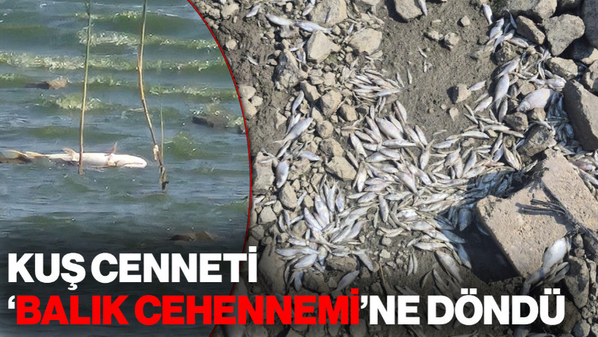 Kuş Cenneti, 'Balık Cehennemi'ne Döndü