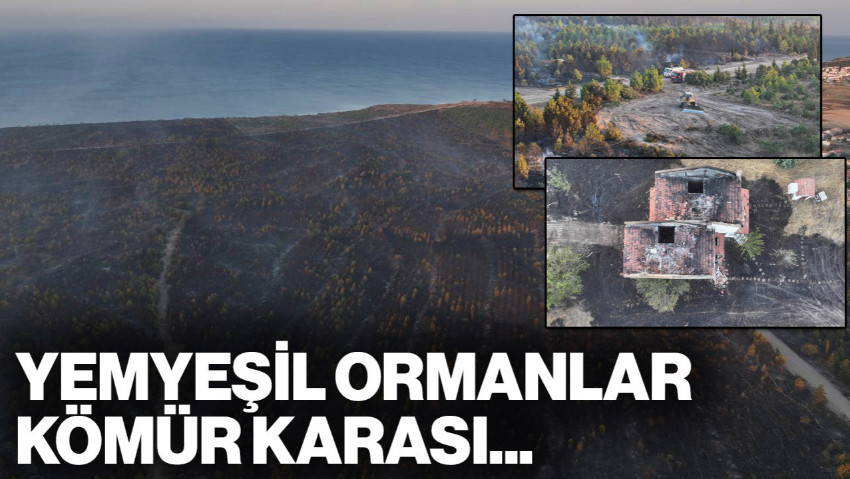 Binlerce Kişi Tahliye Edilmişti... Edirne'den Yürek Yakan Görüntüler: Yemyeşil Ormanlar Kömür Karasına Döndü