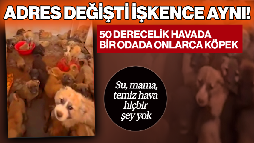 Adres Değişti İşkence Aynı! Silopi Bakımevi’nde Yürek Dağlayan Görüntü! 50 Derecelik Havada Bir Odada Onlarca Köpek… Su, Mama, Hava Hiçbir Şey Yok