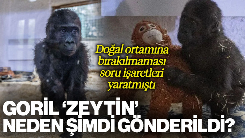 Doğal Ortamına Bırakılmaması Soru İşareti Yaratmıştı: Goril 'Zeytin' Neden Şimdi İade Edildi?
