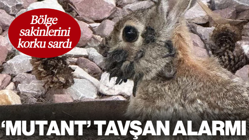 'Mutant' Tavşan Alarmı! Bölge Sakinlerini Korku Sardı