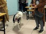 Kuzusuyla oy kullanmaya gitti