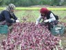 Sarı Altın Hasadı Başladı, Kilosu 4 Bin Liraya Satılıyor! Bir Anlık Hata Tüm Hasadı Yok Ediyor