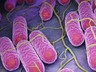 Öldüren Kumpirden Sonra Bir Gıdada Daha Alarm! İçinden Salmonella Çıktı