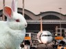 Sabiha Gökçen'de 'Tavşan' Paniği! Pilot Hemen Telsize Sarıldı