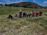 Toplayıp, Kurutup, Satıyorlar... Kilosu Bir Yılda Yüzde 100'ün Üzerinde Zamlandı
