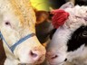 En Pahalı Kurbanlık O İlde Satıldı! Fiyatıyla Rekor Kırdı