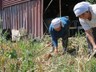 Coğrafi İşaretli Hasat Başladı! Sadece 6 Kişi Üretiyor, Tescilli Lezzeti İle Dünyaya Nam Saldı