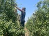 Hasat Yapmadan Servet Kazanıyorlar: Daldan Koparıp Yere Atıyorlar, Günlük 1200 TL Kazanıyorlar