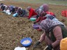 Beyaz Altında Hasat Dualarla Tamamlandı: 230 Liradan Satılıyor