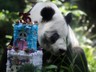 Meksika’da Dev Panda Xin Xin İçin 35. Yaş Günü Kutlaması