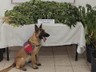 Yalova'da Uyuşturucu Operasyonunda Bir Kişi Tutuklandı