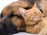 Kedi ve Köpekler Beyni Koruyor! Yeni Bilimsel Araştırma Şoke Etti