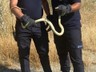 Kastamonu’da Fabrikada Yılan Paniği