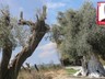 Zeytinlik Düzenlemesi Meclis’te: Taşınan Her Ağaç İçin İki Katı Fidan Şartı