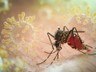 Chikungunya Virüsü Alarmı! Avrupa'ya Yayıldı, Türkiye de Risk Altında