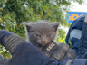 Aracın Tamponuna Sıkışan Yavru Kedi Kurtarıldı