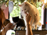 Bu Kafede Ev Sahibi Kediler: Kahve Kokusu ve Kedi Mırıltısı Bir Arada