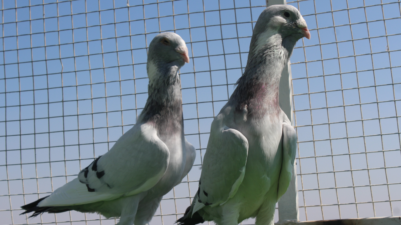 Memurluğu Bıraktı, Köyüne Döndü: Yeni Mesleğinde Tanesini Araba Fiyatından  Satıyor